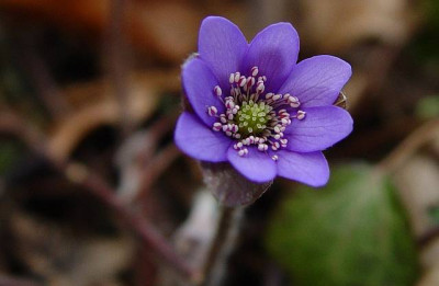 Hepatica_02-2007.jpg