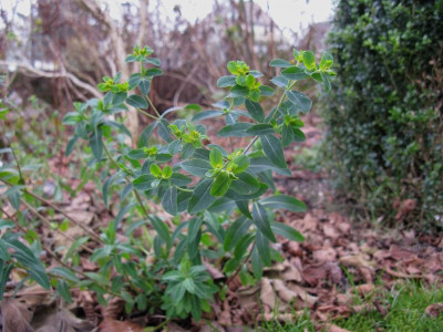 Euphorbia.JPG