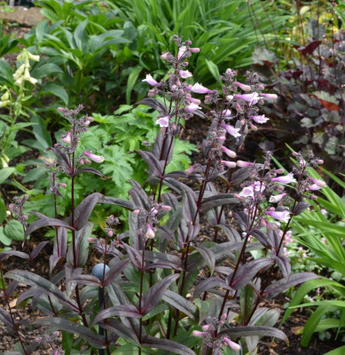 Penstemon_digitalis-DarkTower.17-2.jpg