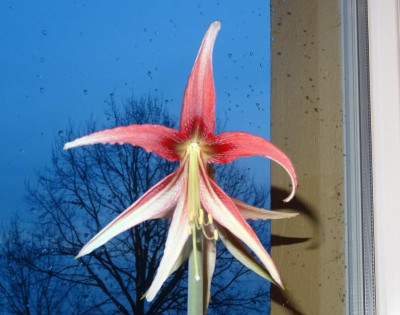 hippeastrum01.jpg