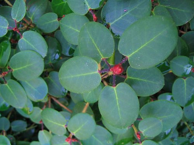 Rhododendron_williamsianum_3.jpg