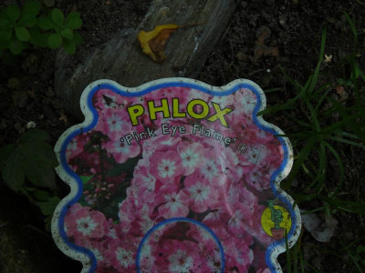Pink Eye Flame_Ga_P1110477.JPG