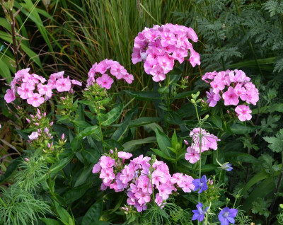Phlox-SweetSummerCandy.15-1.jpg