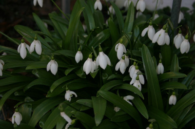 Schneeglockchen_01.jpg