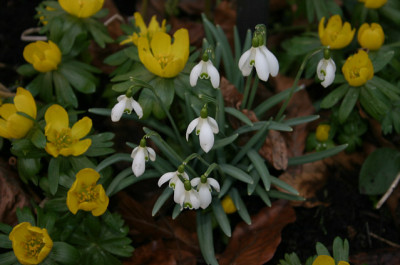 Fruhling_2007_01.jpg