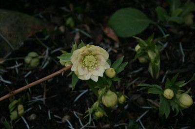 Christrose_gefullt_02.jpg
