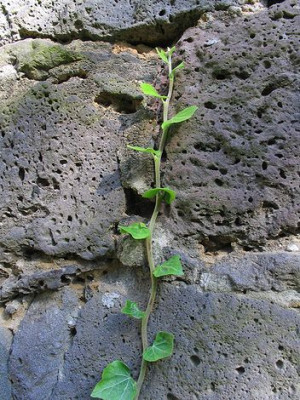 Hedera_helix.jpg