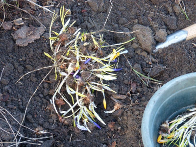 2014-03-09 Krokusse Wühlmaus2.jpg