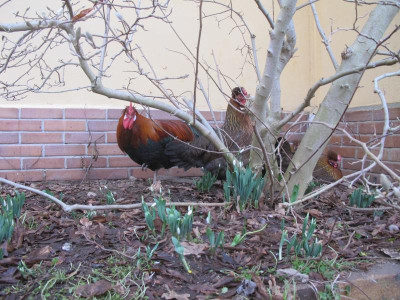 Nützlinge 12.1.18 ue.JPG
