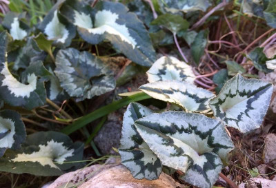 Cyclamen hederifolium 2.jpg