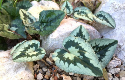 Cyclamen hederifolium 1.jpg