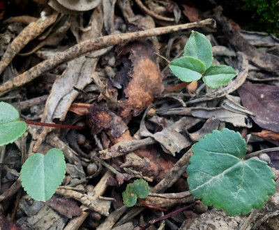 Cyclamen sämling.jpg