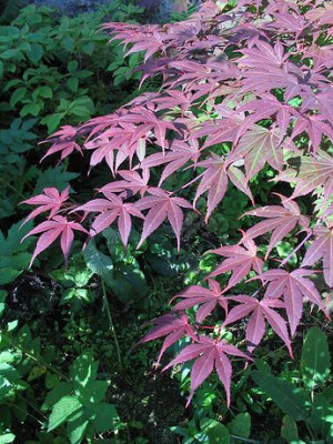 Acer_palmatum_Atropurpureum.jpg