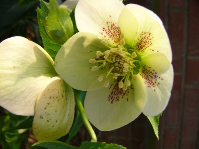 Helleborus9.jpg