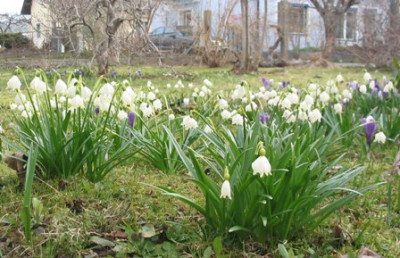 Leucojum_wiese_01.jpg