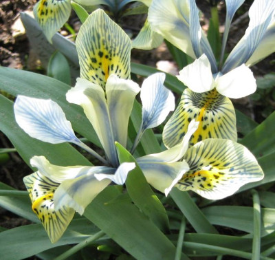 iris_histrioides_Katharine_Hodgkin.20070222_02.jpg