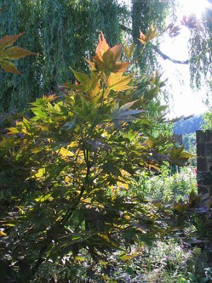 Acer_palmatum_Wou_Nishiki_1.jpg