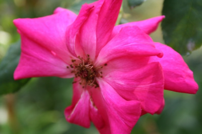 deschamps_garten06_309.jpg