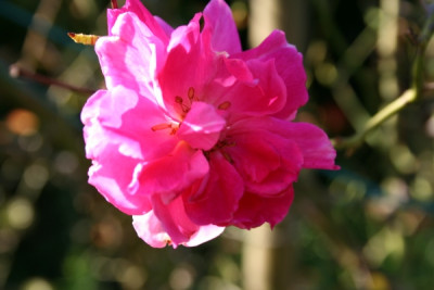 deschamps_garten06_657.jpg