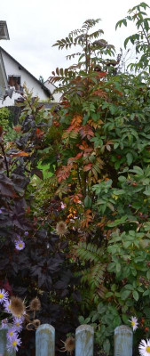 Sorbus-AutumSpire.17-2a.jpg