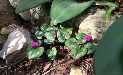 Cyclamen coum.jpg