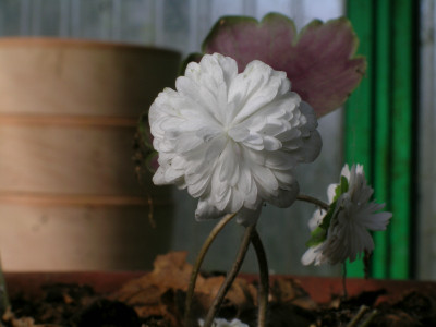 Hepatica_henryi_gefullt_wei_023.jpg