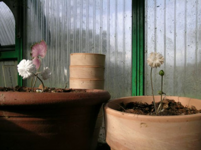 Vergleich_Hepatica_henryi_-nobilis_gefullt_028.jpg