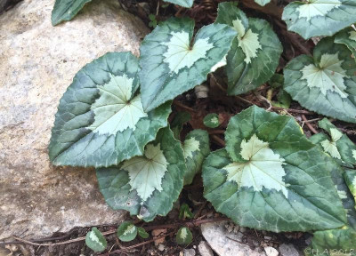 Cyclamen hederifolium 3.jpg