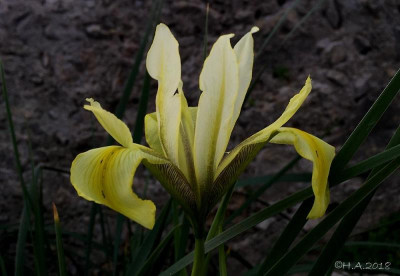 Iris grant duffii 18-01-17.jpg