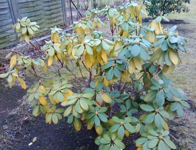 Rhodo2krank180118.jpg