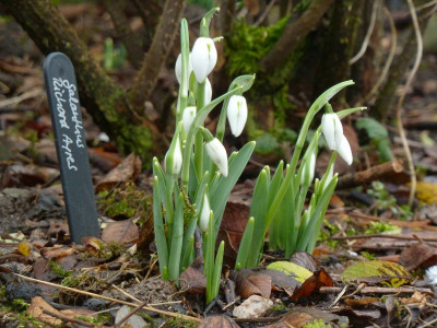 Galanthus Richard Ayres.jpg