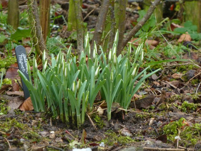Galanthus Magnet.jpg