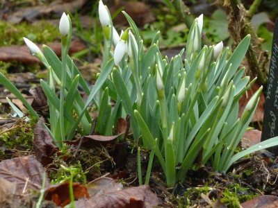 Galanthus Highdown.jpg