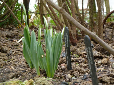 Galanthus Wachtmeister Dimpflmoser.jpg