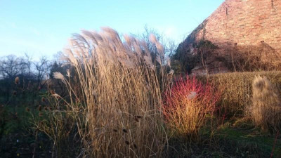 Cornus Midwinterfire.jpg