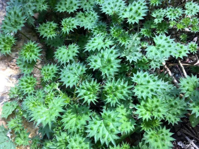 Urtica bianorii.jpg