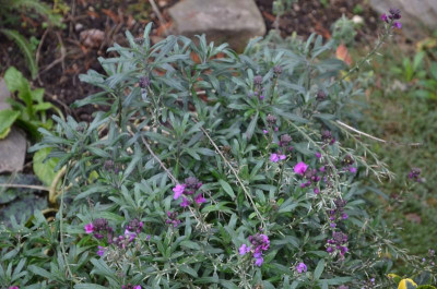 Erysimum-BowlesMauve.18-1.jpg