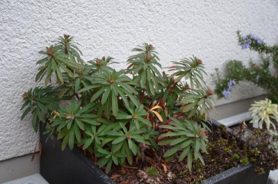 Euphorbia_martinii-Martin.18-1.jpg