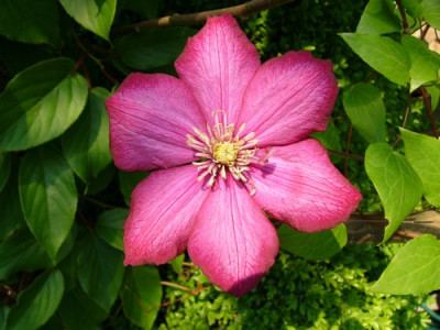 Garten_085.jpg