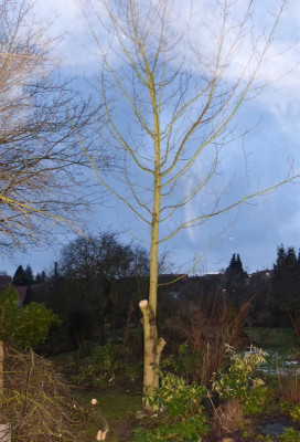2018-01-20 Liriodendron 3.jpg