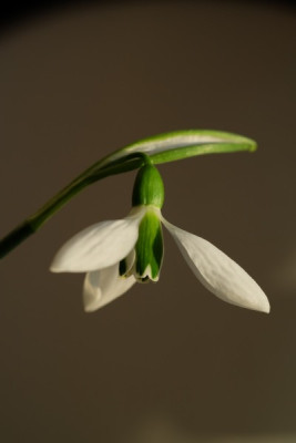G.gartencenter1.JPG