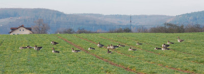 Graugans-am-Main-0207.jpg