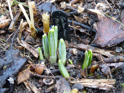 2018-01-06 Galanthus 'Merlin'.jpg