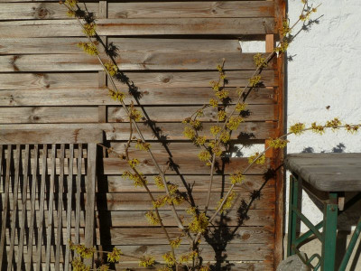 Hamamelis Fred Chittenden.jpg
