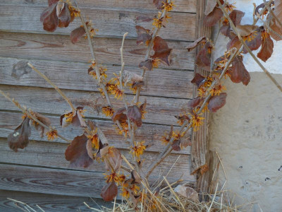 Hamamelis Rochester 3.jpg