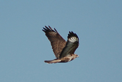 Mausebussard-Bisam-0207.jpg