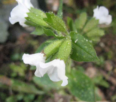 23.2.07._Pulmonaria_officinalis_Sissinghurst_White__061.JPG