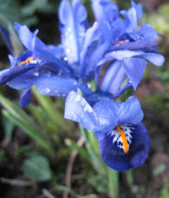 23.2.07._Iris_reticulata_Joyce__003.JPG