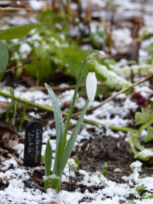 2018-01-20 Galanthus 'Sickle'.jpg