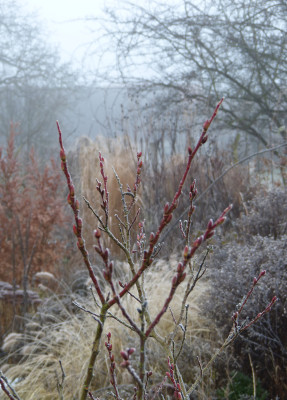 2018-01-21 Gartenimpressionen 2.jpg